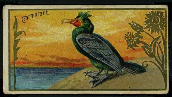 17 Cormorant